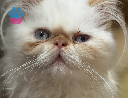 Persian (iran kedisi)