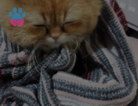 2 yaşında erkek kedim eş arıyor