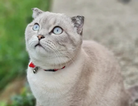 British Shorthair 1,5 Yaşında Kızgınlıkta - 118981556