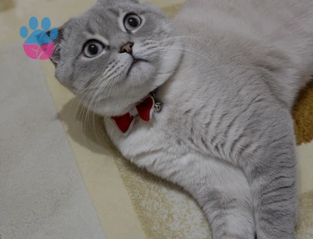 British Shorthair 1,5 Yaşında Kızgınlıkta
