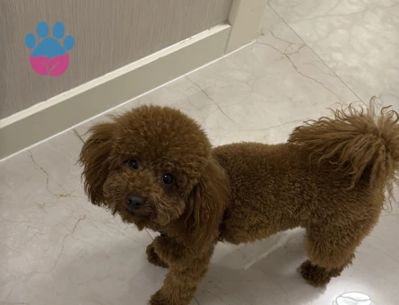 Toy poodle oğluşum 2 Yaşında Eş Arıyor