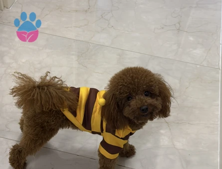 Toy poodle oğluşum 2 Yaşında Eş Arıyor