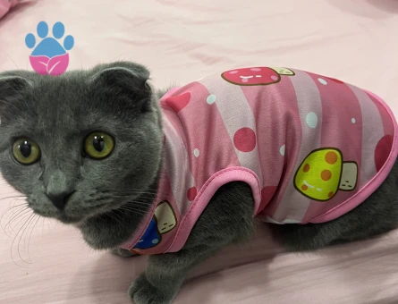 Scottish Fold Leydim Dişi Kızgınlıkta