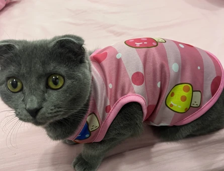 Scottish Fold Leydim Dişi Kızgınlıkta - 118981560