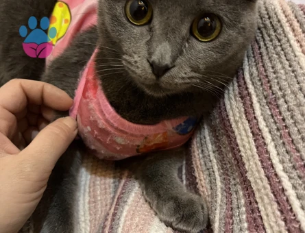 Scottish Fold Leydim Dişi Kızgınlıkta