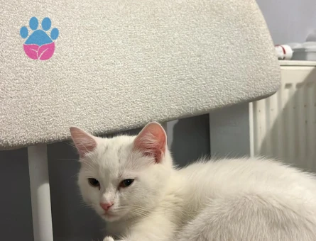 Ankara Kedisi Dişi Kızgınlıkta