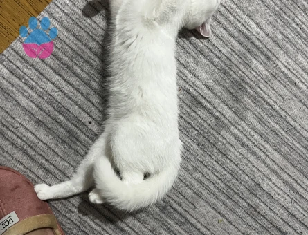 Ankara Kedisi Dişi Kızgınlıkta