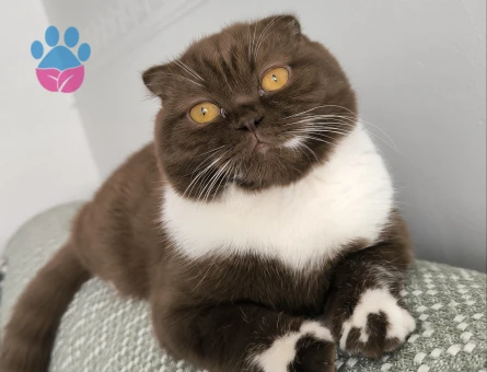 bicolor chocolate kızımıza eş arıyoruz