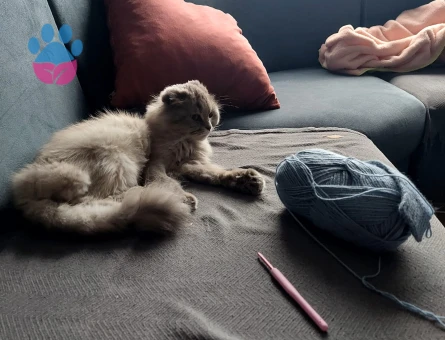 scottısh fold dişi kedime eş arıyorum