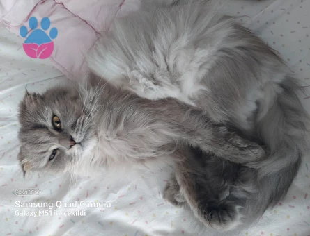 scottısh fold dişi kedime eş arıyorum