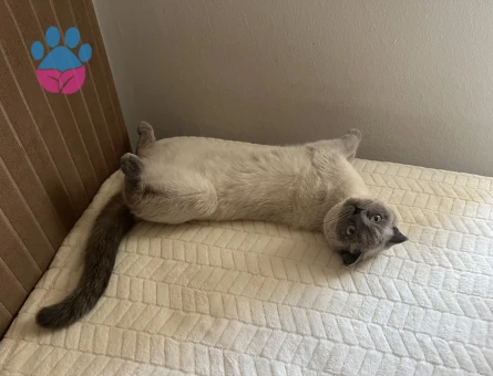 British Shorthair Samur’a eş arıyoruz