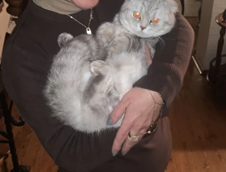 Scottish Fold Kedime Eş arıyoruz - 118981569