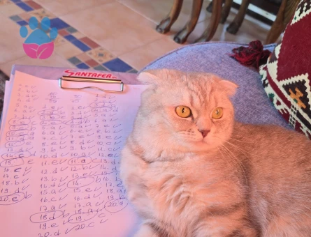 Scottish Fold Kedime Eş arıyoruz