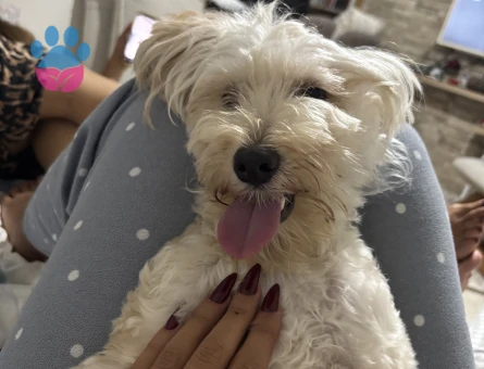 Maltipoo Erkek eş aranıyor