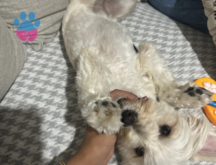 Maltipoo Erkek eş aranıyor
