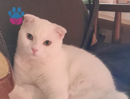 1 yaşında erkek scottish kedime eş arıyorum