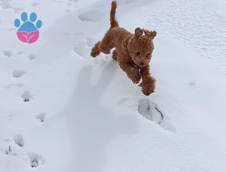 Toy Poodle Erkek 2 Yaşında Eş Arıyorum