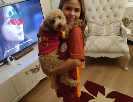 Toy Poodle Erkek 2 Yaşında Eş Arıyorum