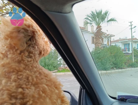 Toy Poodle Erkek 2 Yaşında Eş Arıyorum