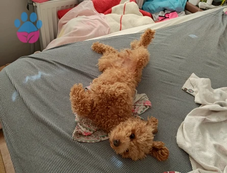 Toy Poodle Erkek 2 Yaşında Eş Arıyorum