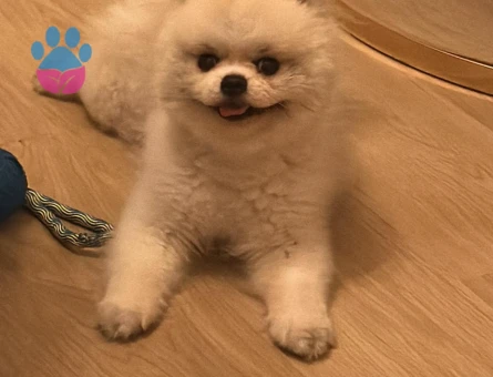 Pomeranian boo 2 Yaşında Eş Arıyor