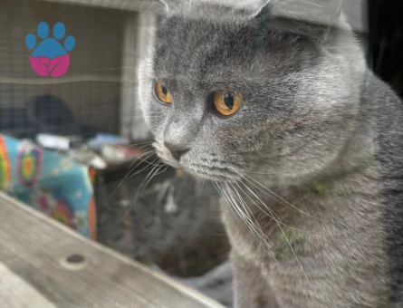 British Shorthair Duman Eş Arıyor