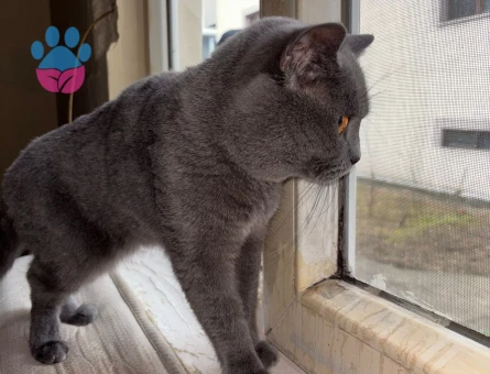 British Shorthair Duman Eş Arıyor