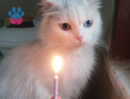 Ankara Kedisi 1 ,5 Yaşında Kızıma EŞ Arıyorum