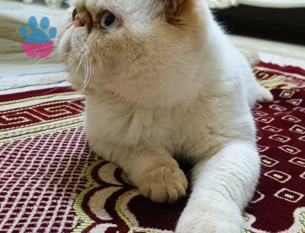 Exotic Shorthair Erkek Kedime Eş Arıyorum