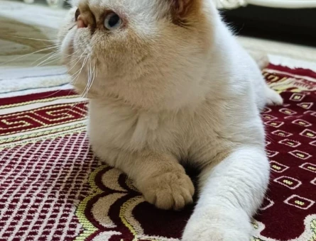 Exotic Shorthair Erkek Kedime Eş Arıyorum - 118981580