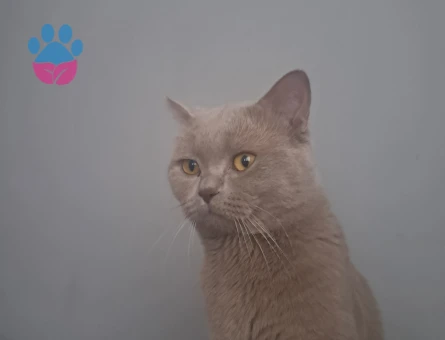 Brıtısh Shorthair lilac 2 Yaşında Eş Arıyor