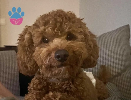 1,5 yaşında oğlumuza eş arıyoruz