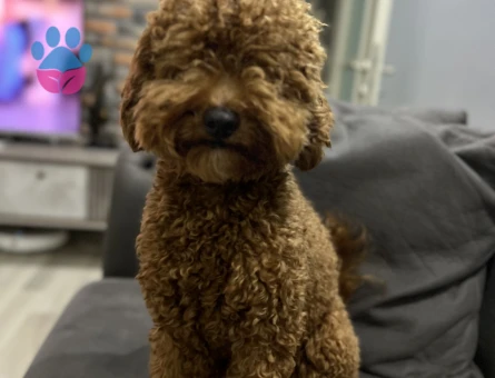 1,5 yaşında oğlumuza eş arıyoruz