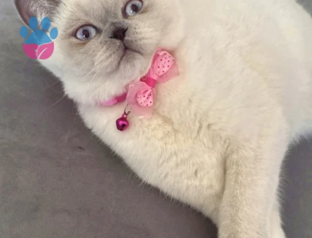 British Shorthair Kızım Mia’ya eş arıyorum