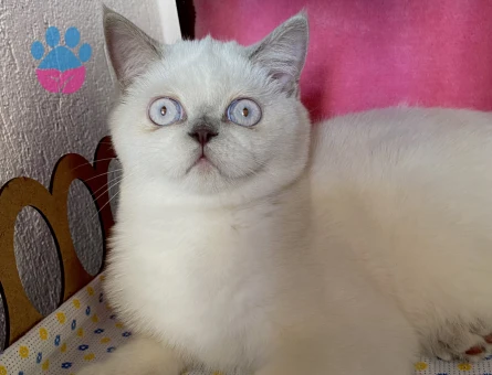 British Shorthair Kızım Mia’ya eş arıyorum