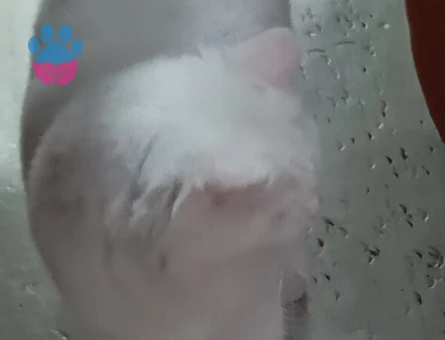 British Shorthair Sare Beyaz Prenses Eş Arıyor