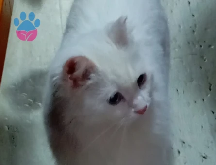 British Shorthair Sare Beyaz Prenses Eş Arıyor