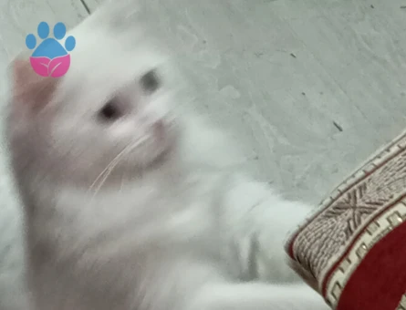 British Shorthair Sare Beyaz Prenses Eş Arıyor