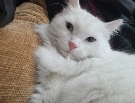 British Shorthair Sare Beyaz Prenses Eş Arıyor - 118974699