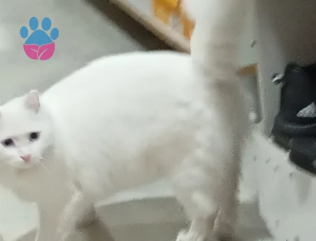 British Shorthair Sare Beyaz Prenses Eş Arıyor