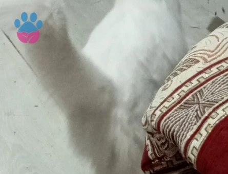 British Shorthair Sare Beyaz Prenses Eş Arıyor