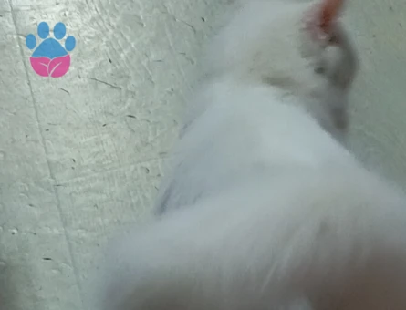 British Shorthair Sare Beyaz Prenses Eş Arıyor