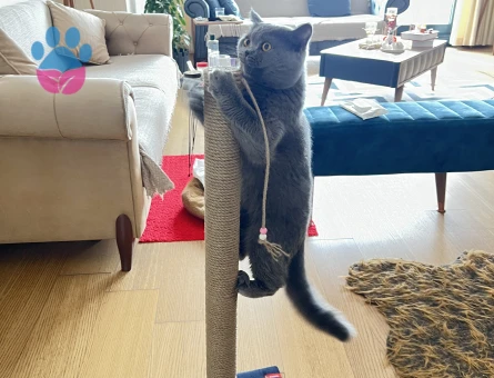 British Shorthair Kedime Dişi eş arıyoruz