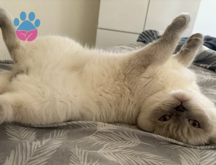 Scottish Fold Kedim Eş Arıyorum