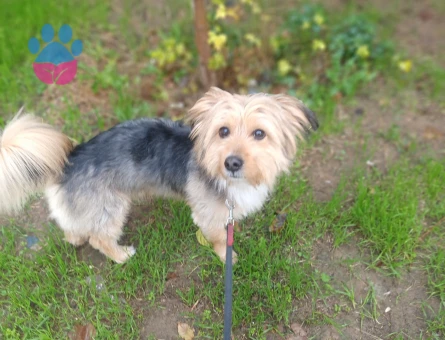 Oğlumuza eş arıyoruz