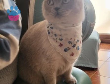 British SHorthair 1,5 Yaşında Kedim Eş Arıyor