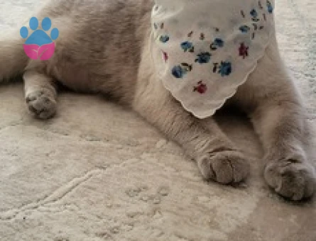 British SHorthair 1,5 Yaşında Kedim Eş Arıyor