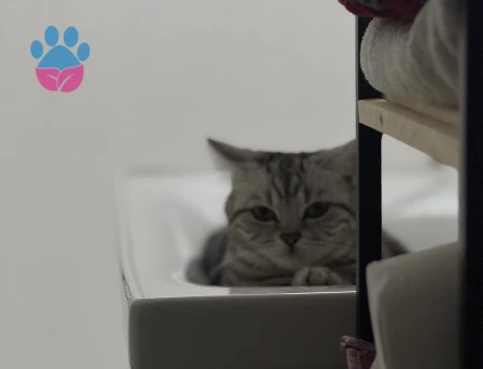 British Shorthair 1 Yaşında Eş Arıyorum