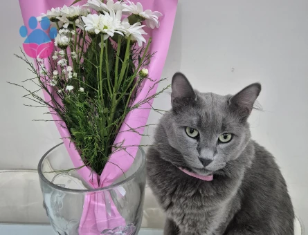 Russian Blue Kızıma Eş Arıyorum