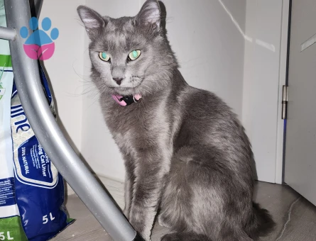 Russian Blue Kızıma Eş Arıyorum